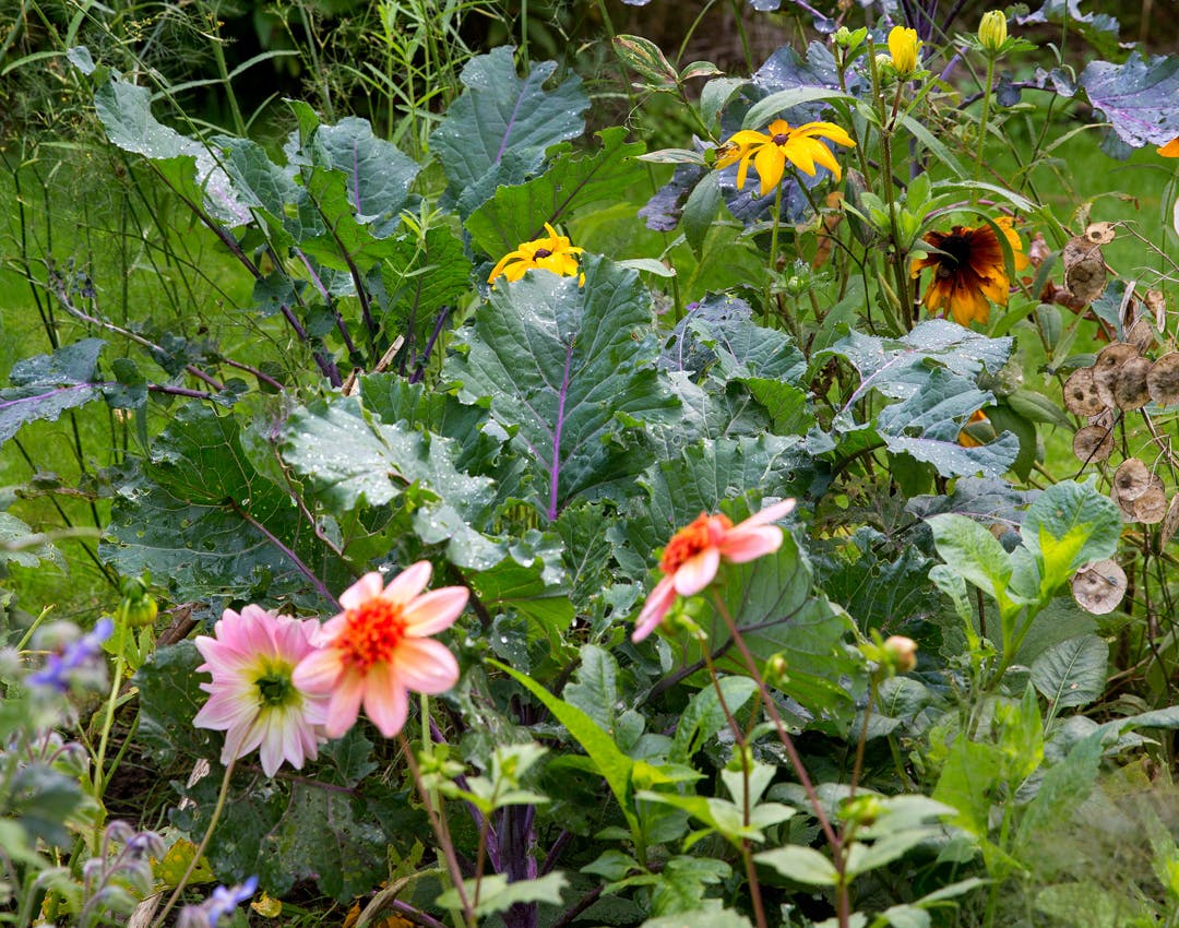 Stor guide til dyrkning af bladkål blandt havens blomster
