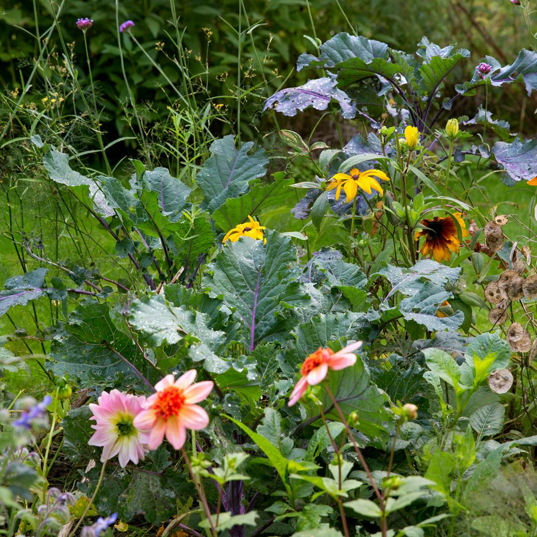 Stor guide til dyrkning af bladkål blandt havens blomster