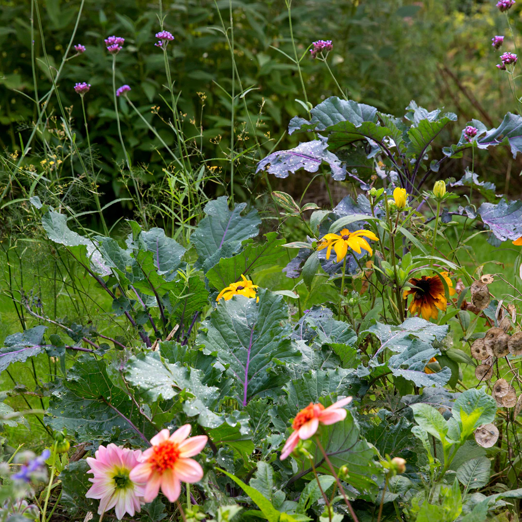 Guides og tips til havens blomster og planter | ISABELLAS