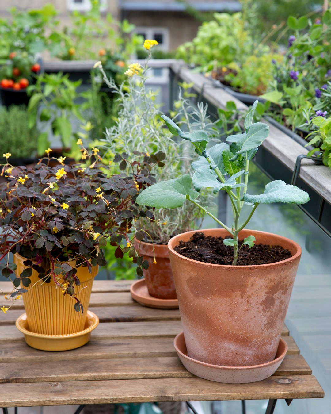 Sådan dyrker du bladkål | ISABELLAS