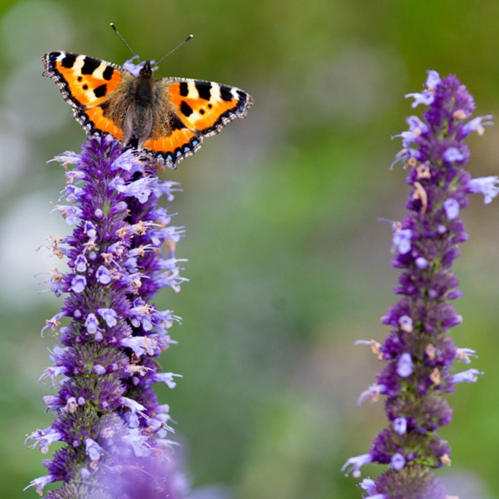 Sommerfugl på blomst i haven