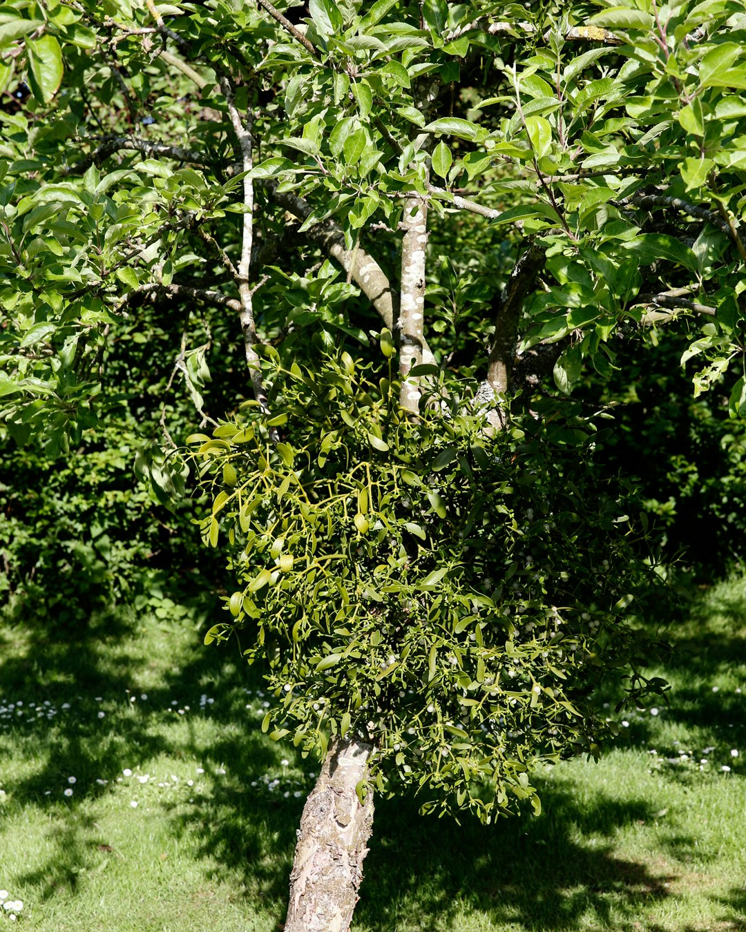 Misteltenen gror på et værtstræ