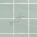 Illustration af en sølvfisk på badeværelse/flisegulv