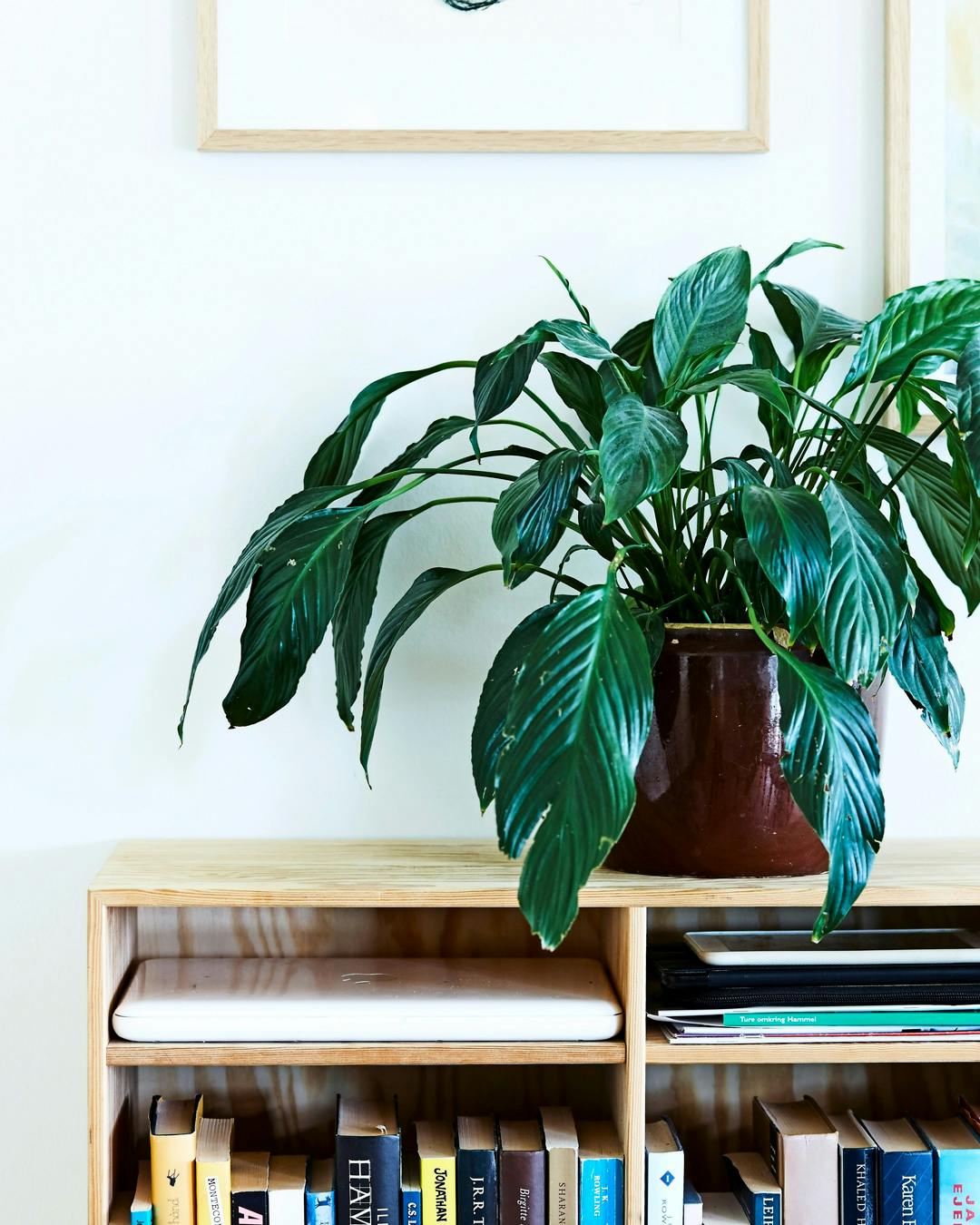 Potteplante i syltekrukke med skuresvamp i bunden på reol