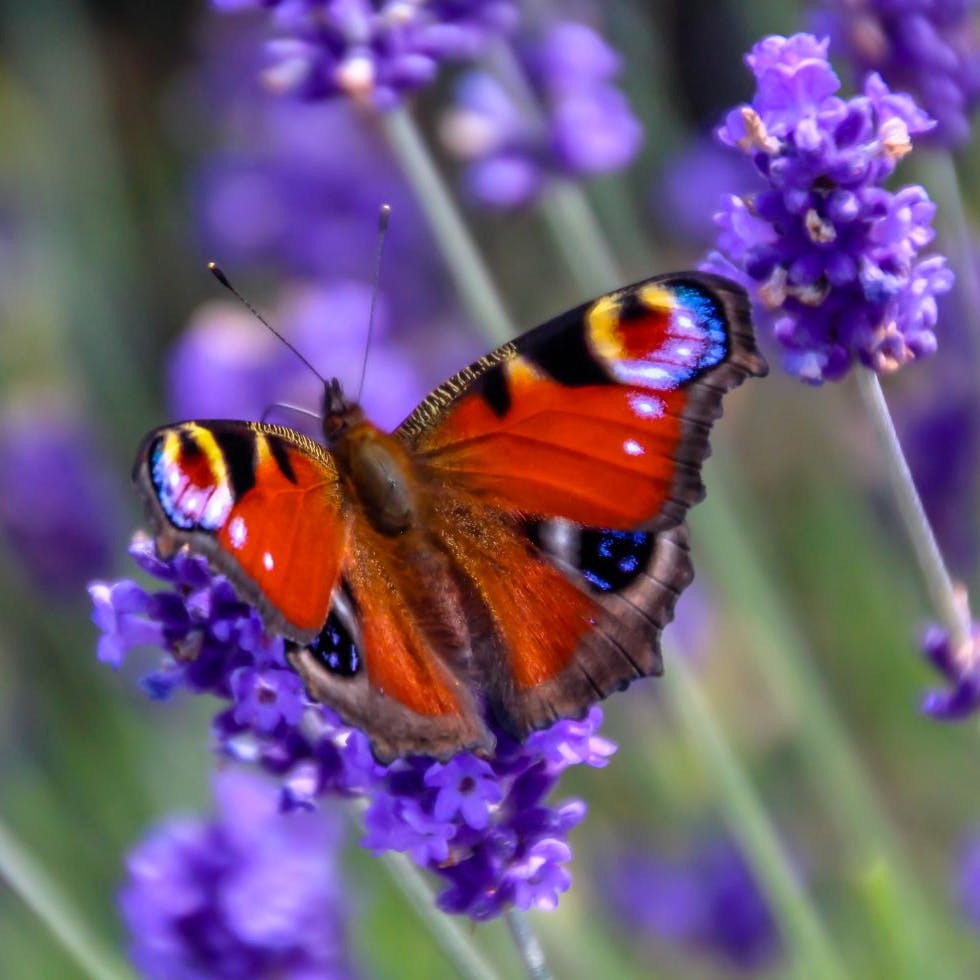 De mest almindelige sommerfugle i danske haver