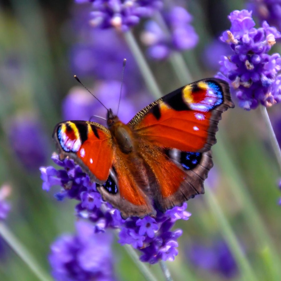 De mest almindelige sommerfugle i danske haver