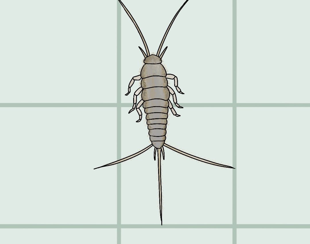 Illustration af skægkræ