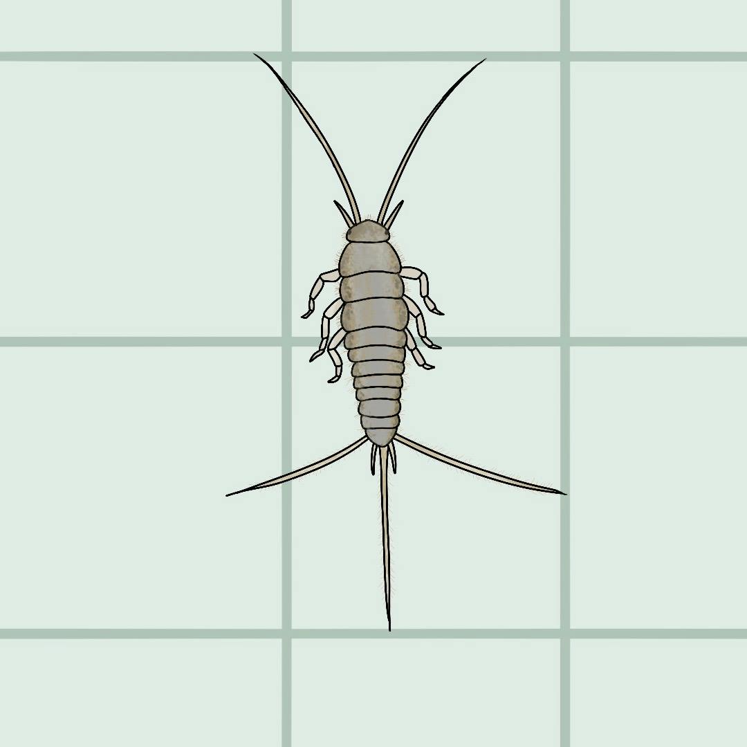 Illustration af skægkræ