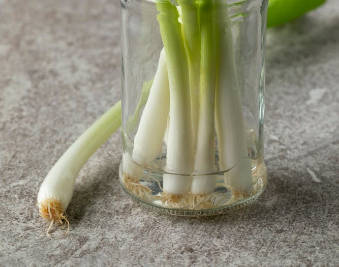 Forårsløg gendyrkes i vand