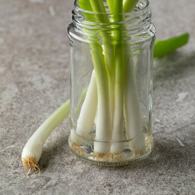 Forårsløg gendyrkes i vand