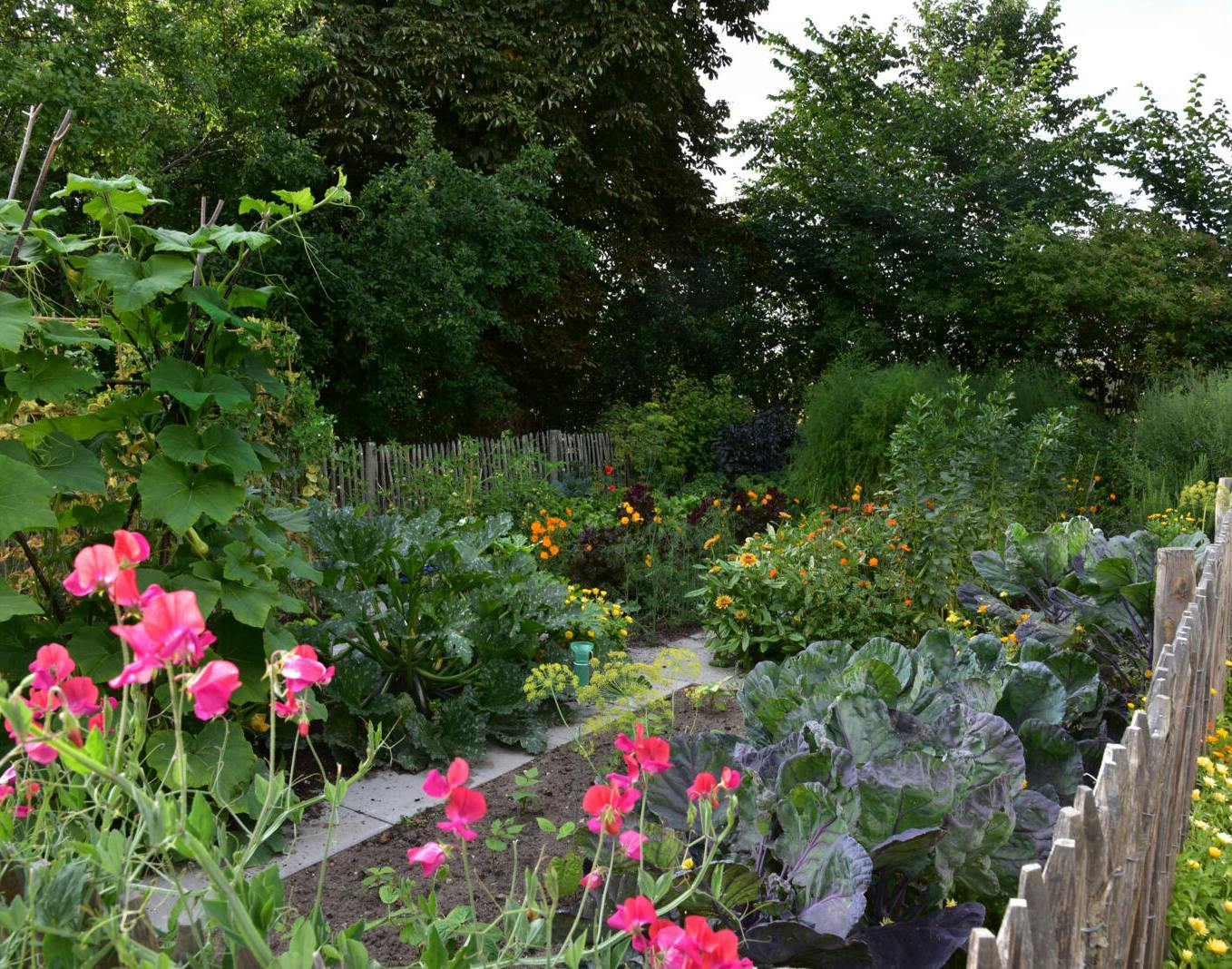 Køkkenhave med både blomster og grøntsager