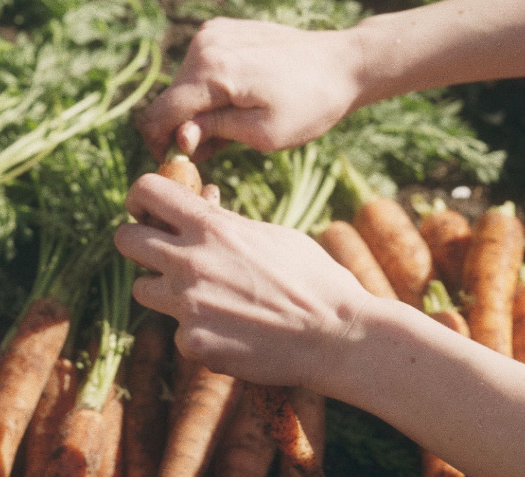 dyrkning af gulerødder