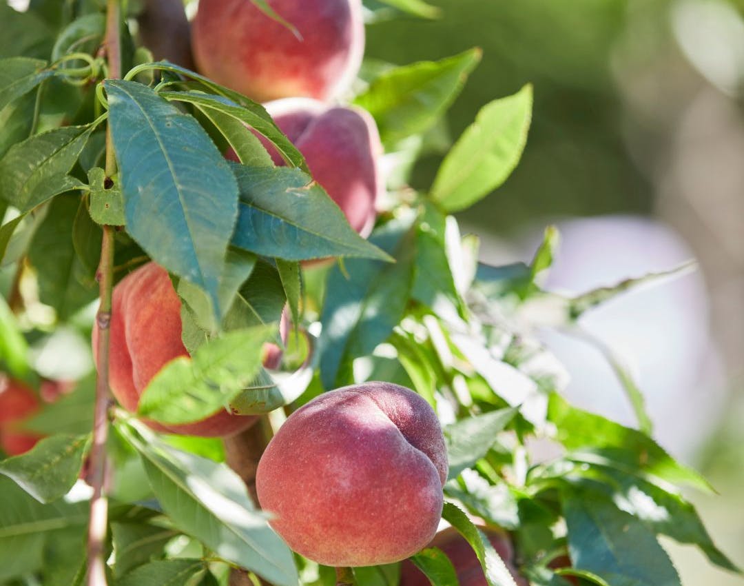 Guide til at dyrke ferskner