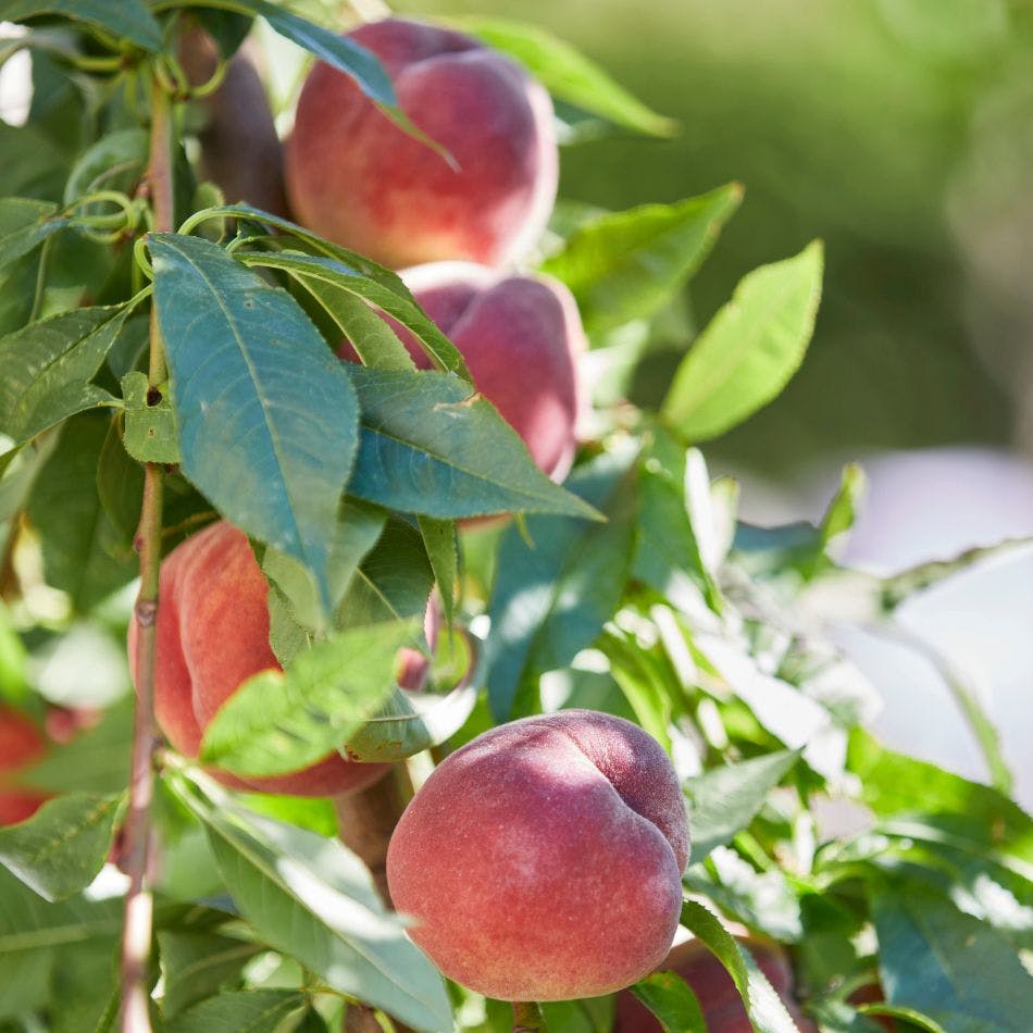 Guide til at dyrke ferskner