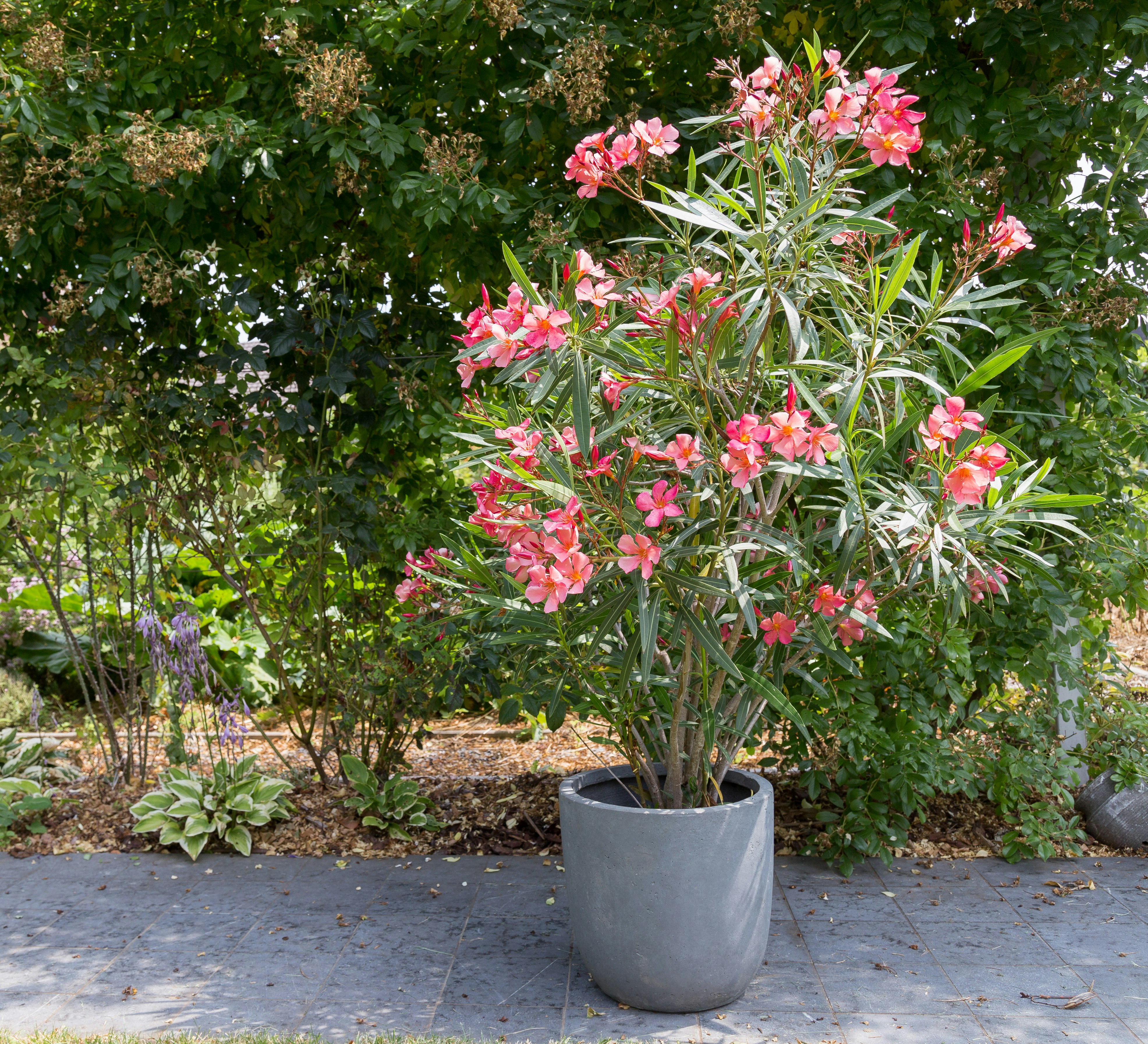 Laksefarvet nerium oleander