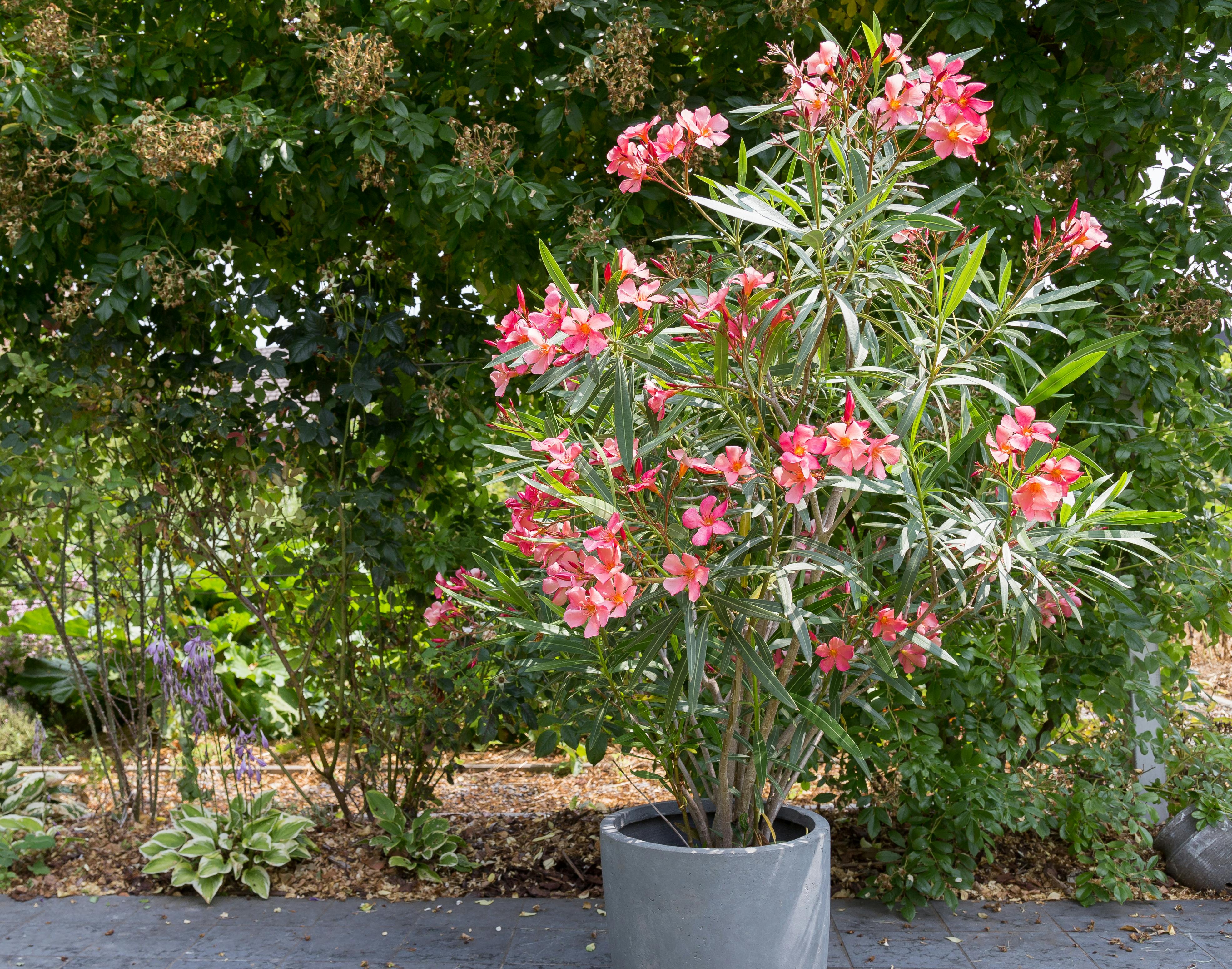 Laksefarvet nerium oleander