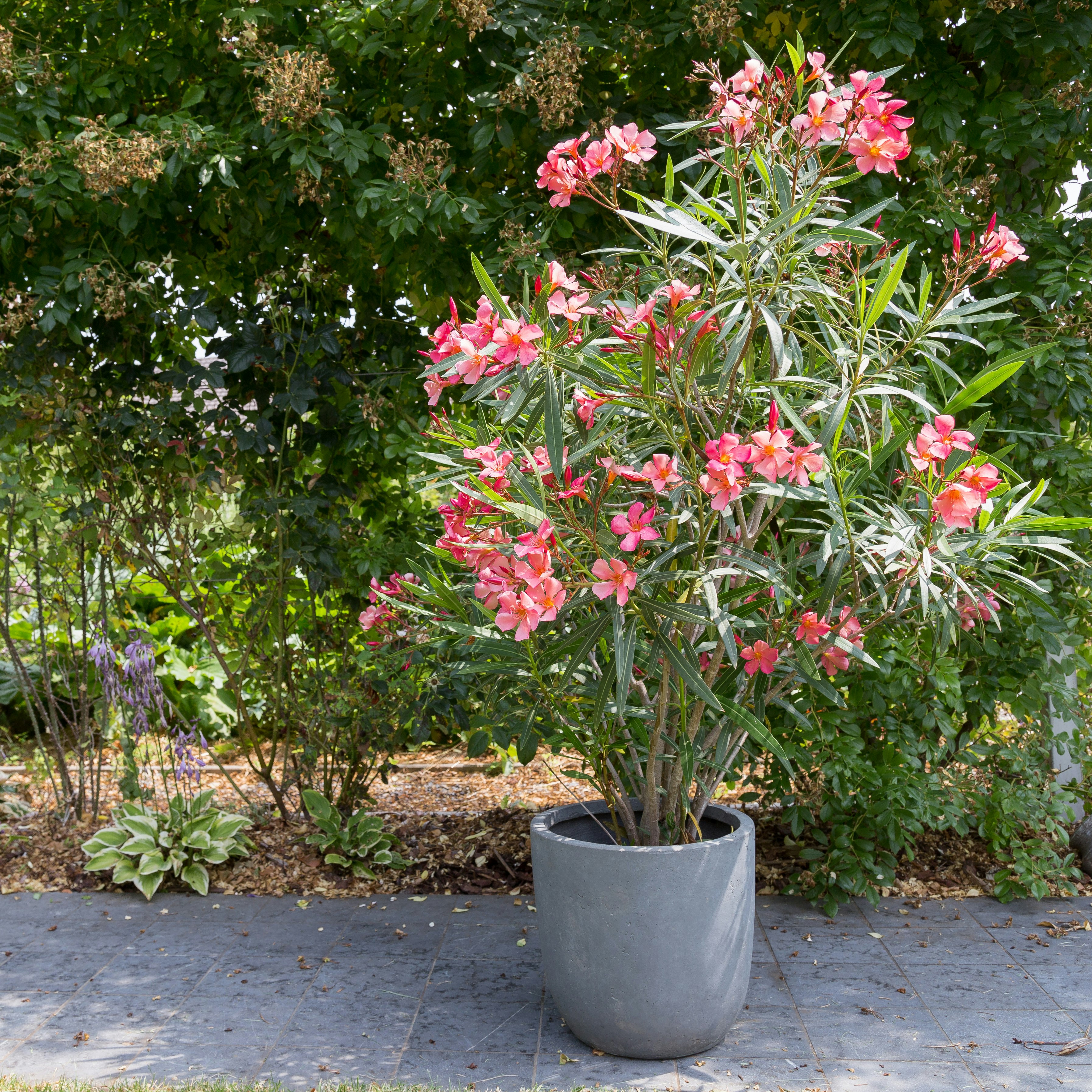 Laksefarvet nerium oleander