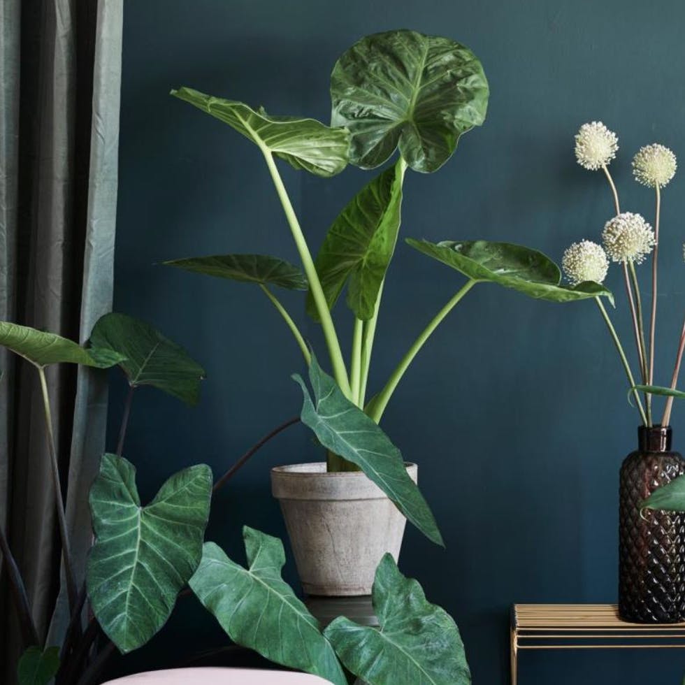 Forskellige arter af elefantøre/alocasia