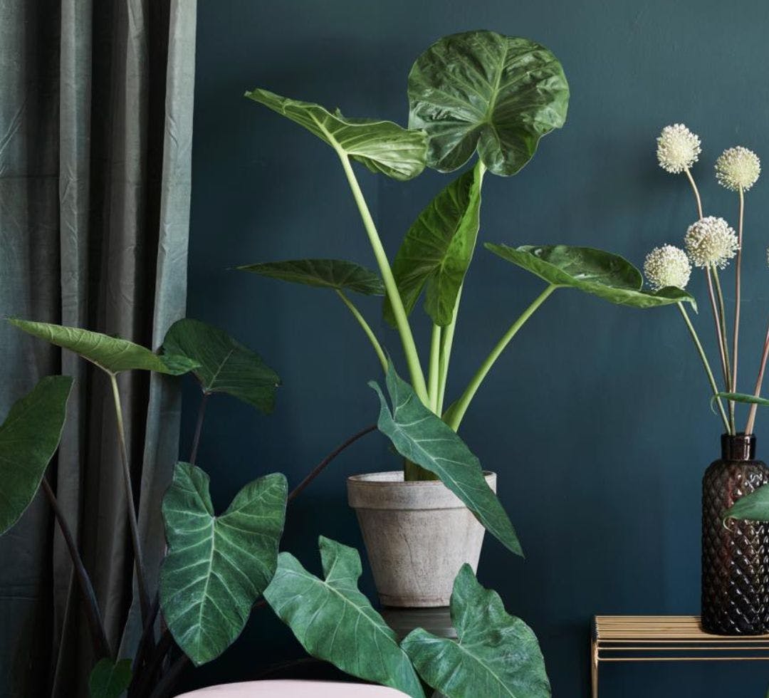 Forskellige arter af elefantøre/alocasia