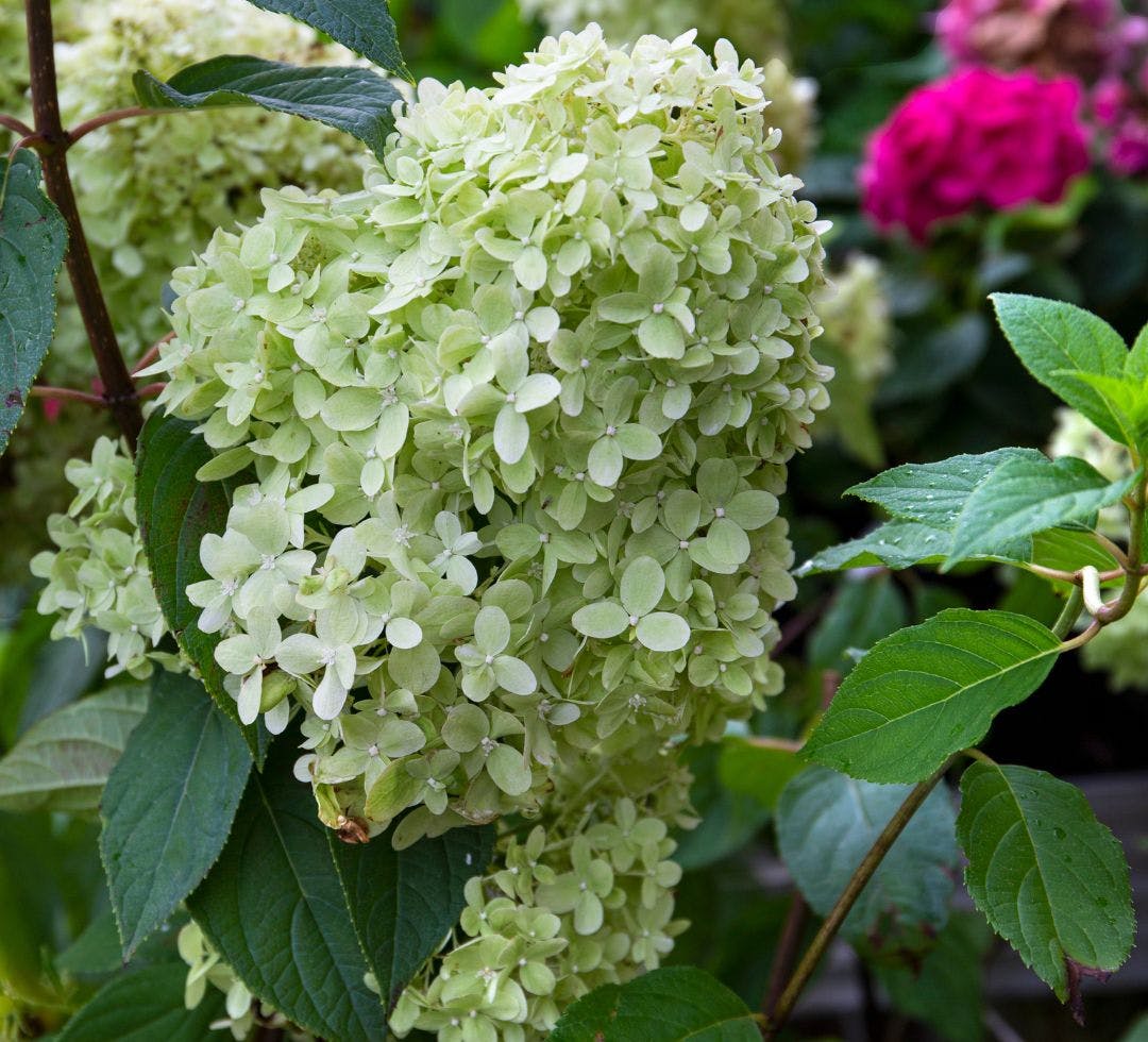 paniculata - havehortensia