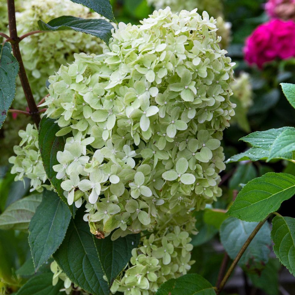 paniculata - havehortensia