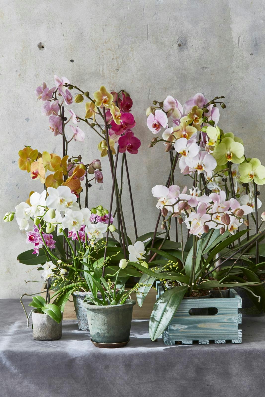 Blomstrende orkidéer i forskellige farver