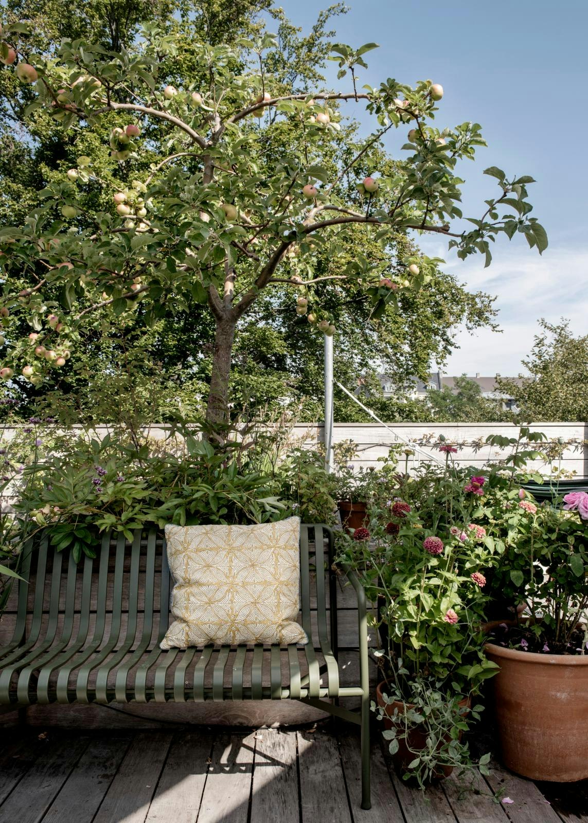 Bænk på terrasse med æbletræ i baggrunden