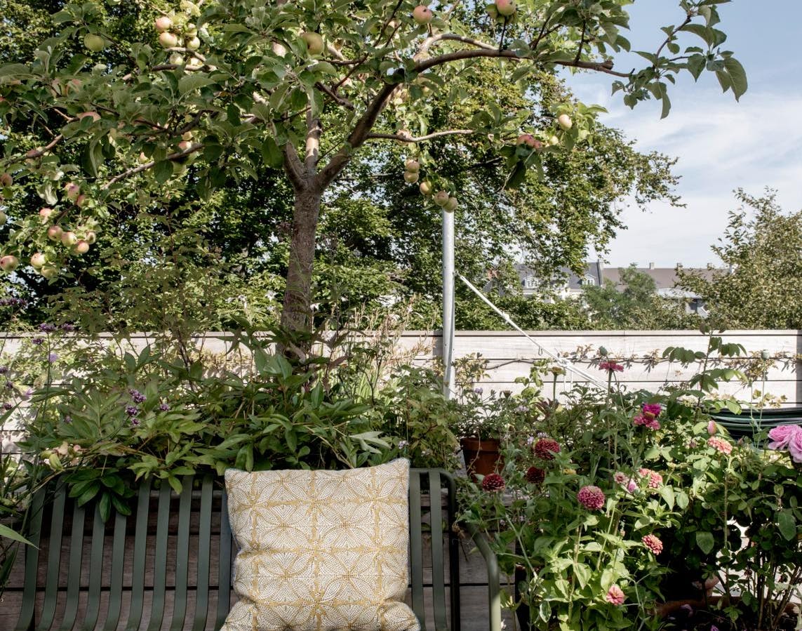 Bænk på terrasse med æbletræ i baggrunden