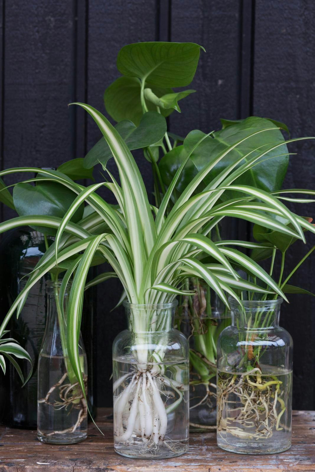 Grønne planter dyrkes i vand