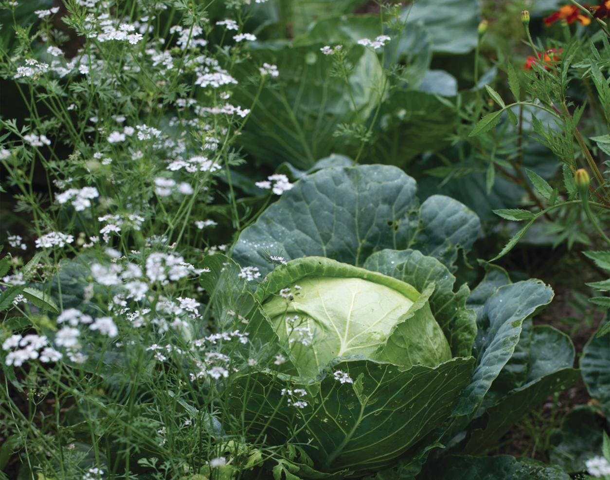 Store hvidkålshoveder i køkkenhaven