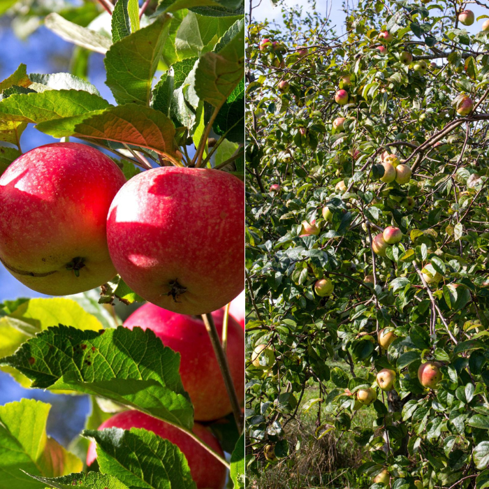 Æbletræ med modne æbler i haven