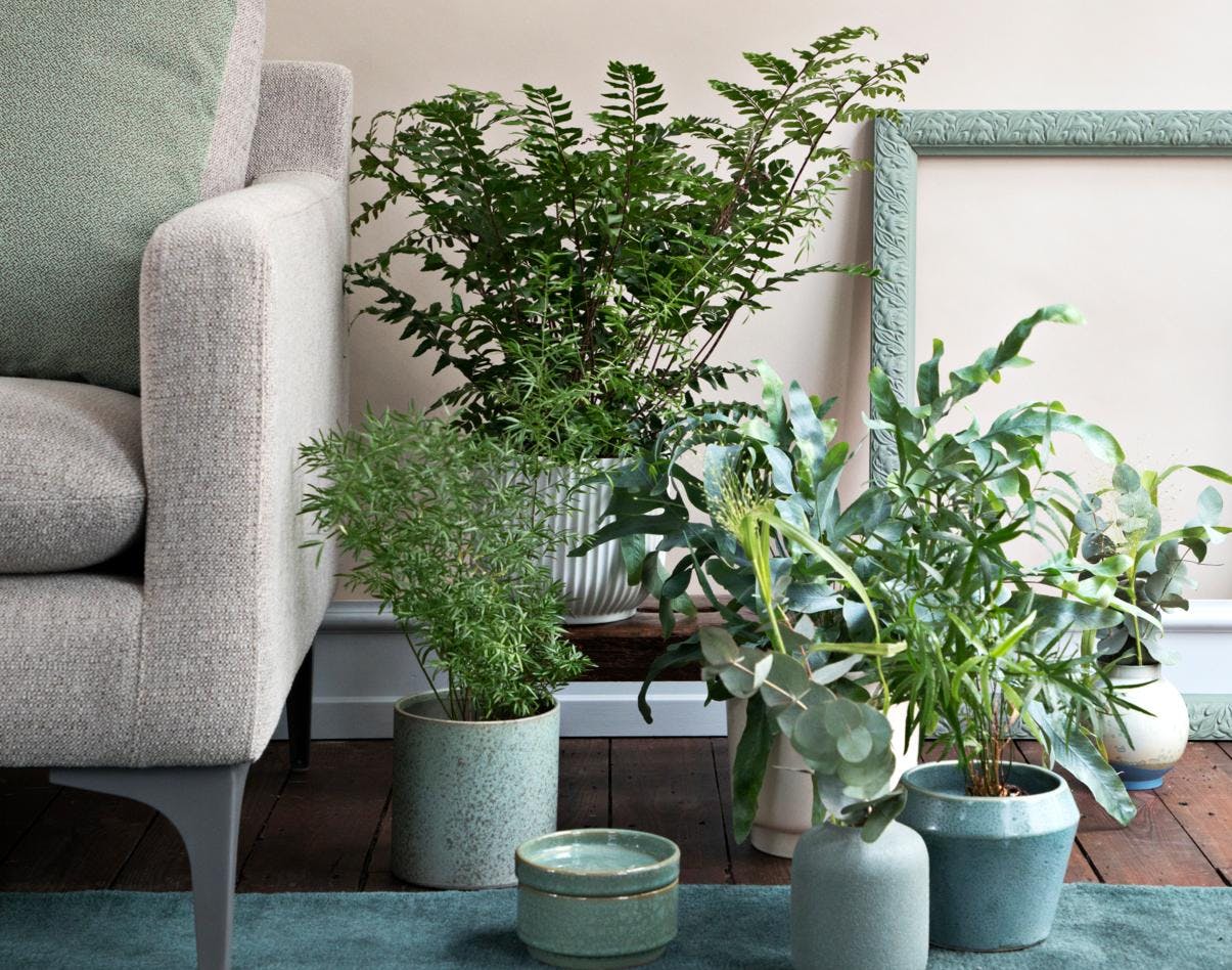 Stueplanter uden spindemider