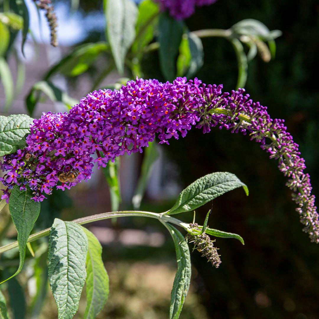 Sommerfuglebusk er en løvfældende busk med store klaser af duftende blomster