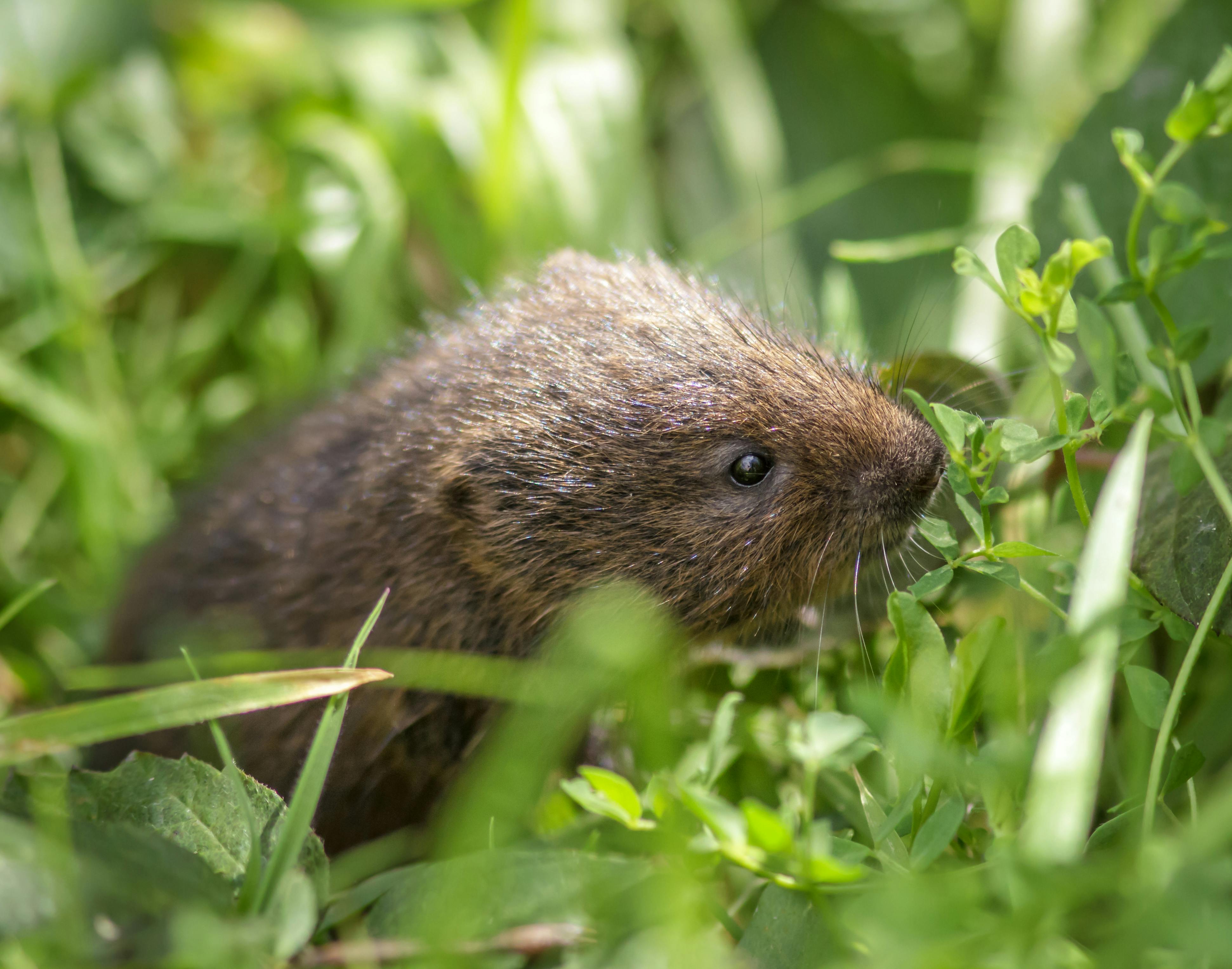 Bekæmpelse af mosegrise