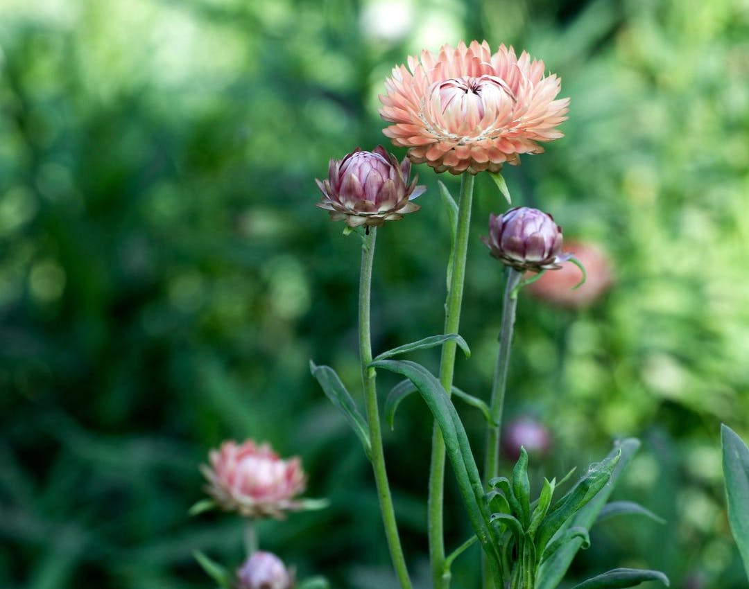 Kæmpe evighedsblomst