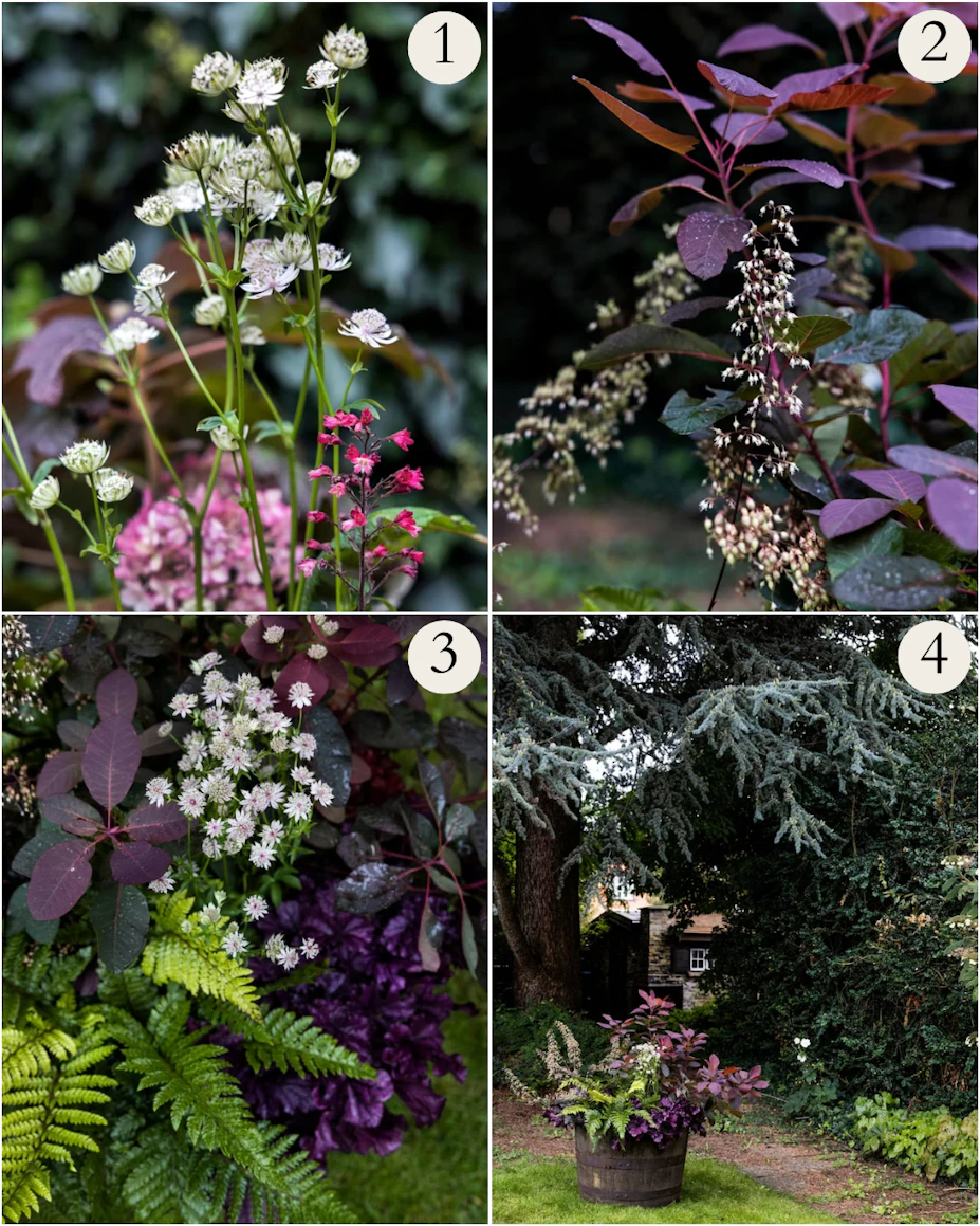 6 planter, der kan overleve efteråret i krukker | ISABELLAS