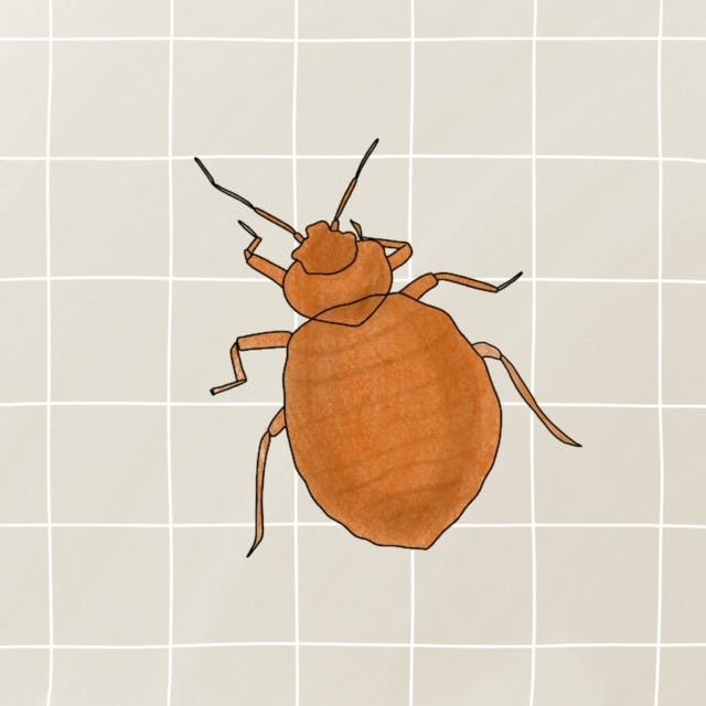 Illustration af en væggelus