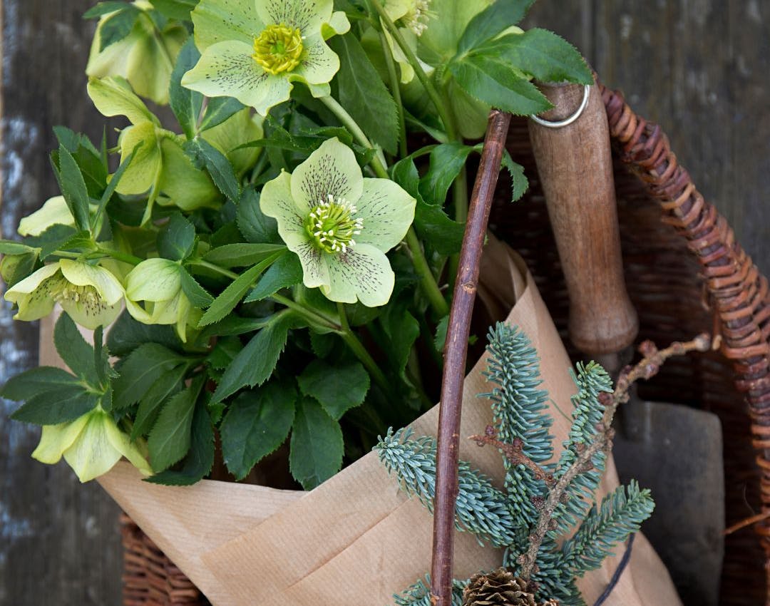 Juleroser er hvide blomster, der blomstrer omkring juletid