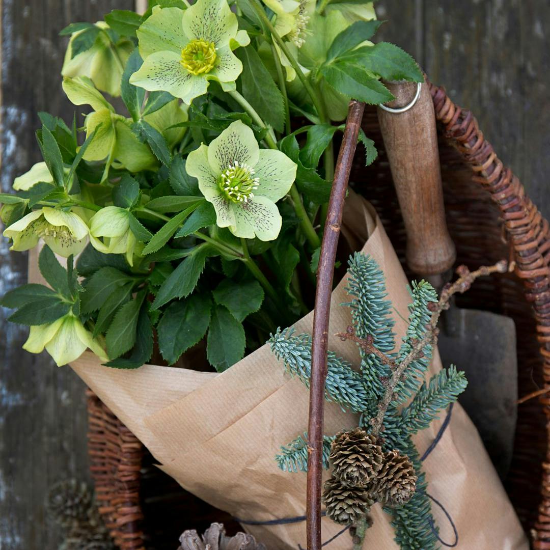 Juleroser er hvide blomster, der blomstrer omkring juletid
