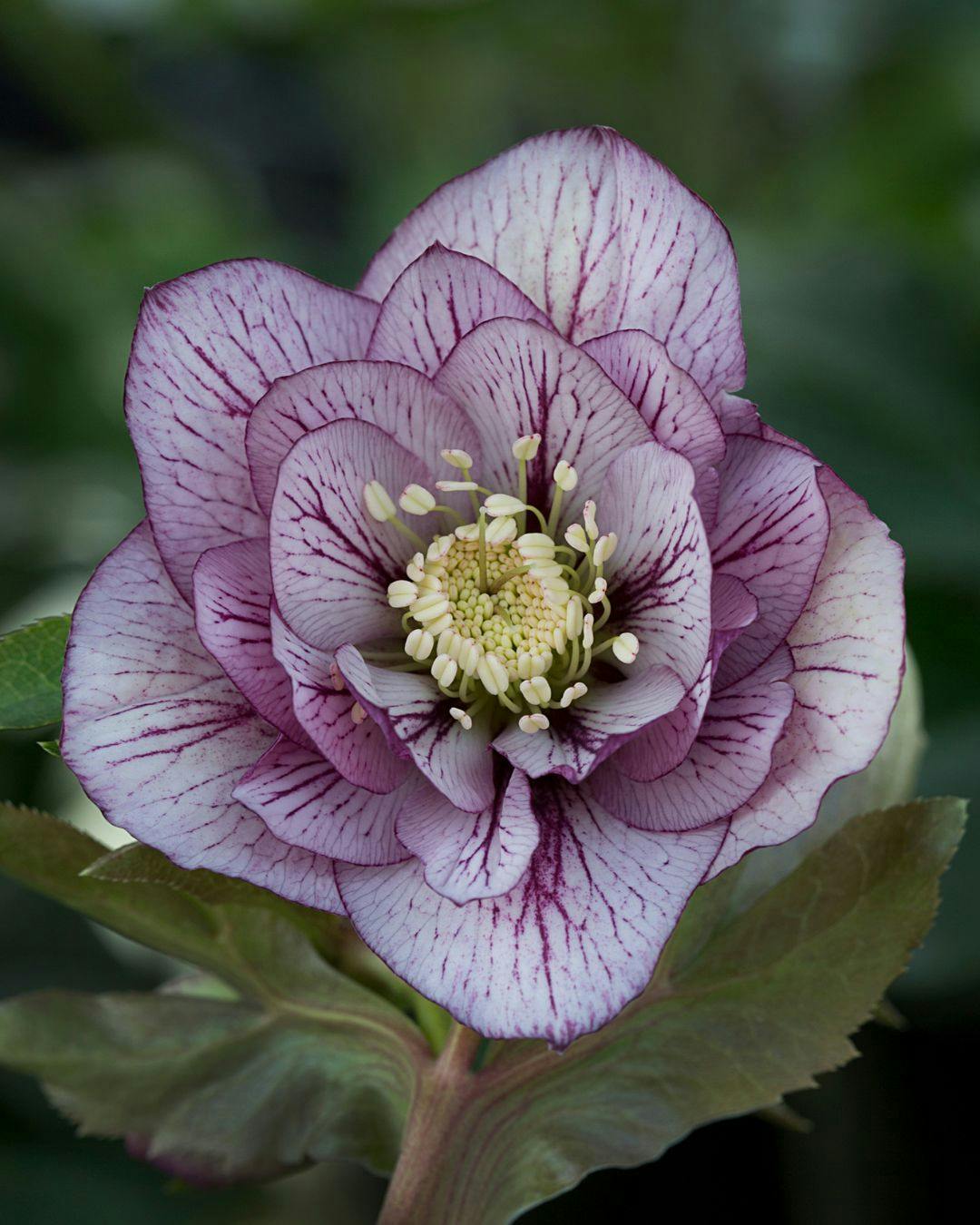 Påskeklokker er farverige blomster, der blomstrer omkring påske