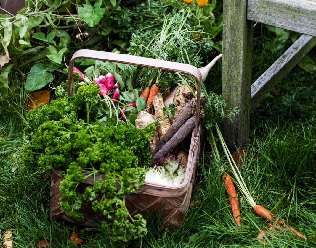 Afgrøder sået i efteråret