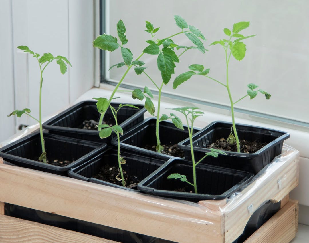 Tomatplanter i indendørs køkkenhave