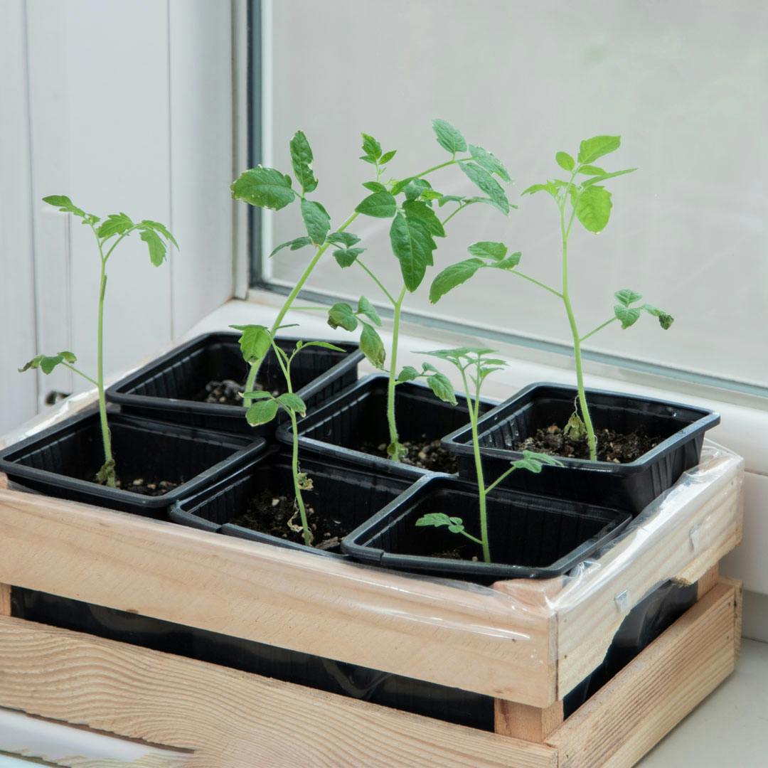 Tomatplanter i indendørs køkkenhave