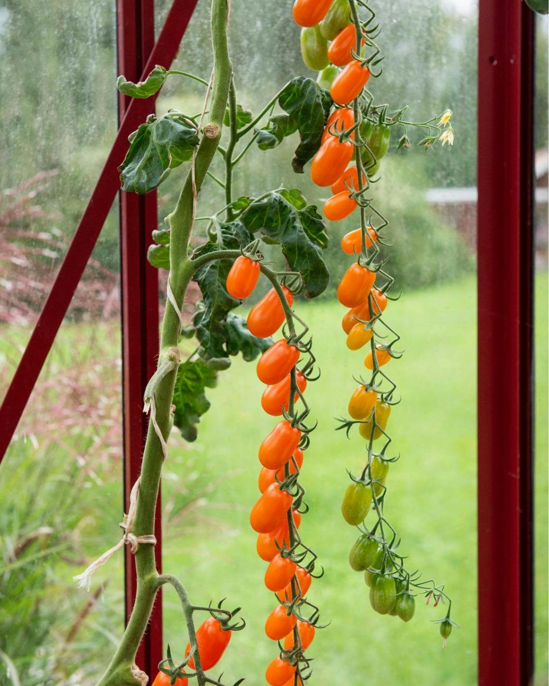 Små, orange blommetomater