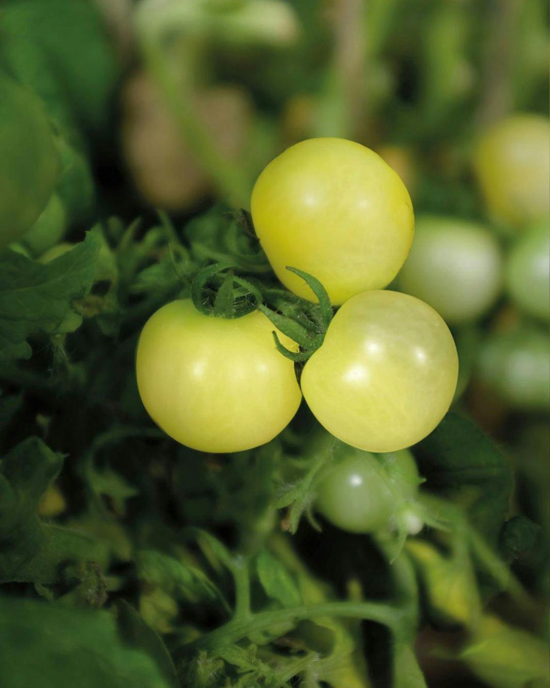 Cherrytomater i krukke