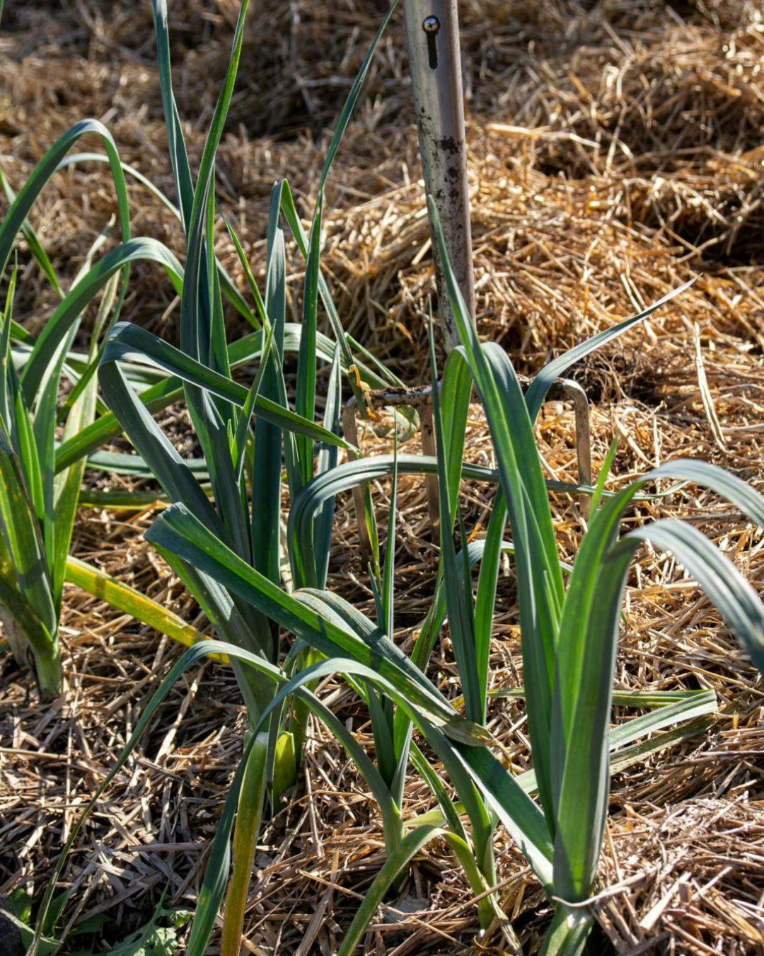 Genbrug haveaffaldet