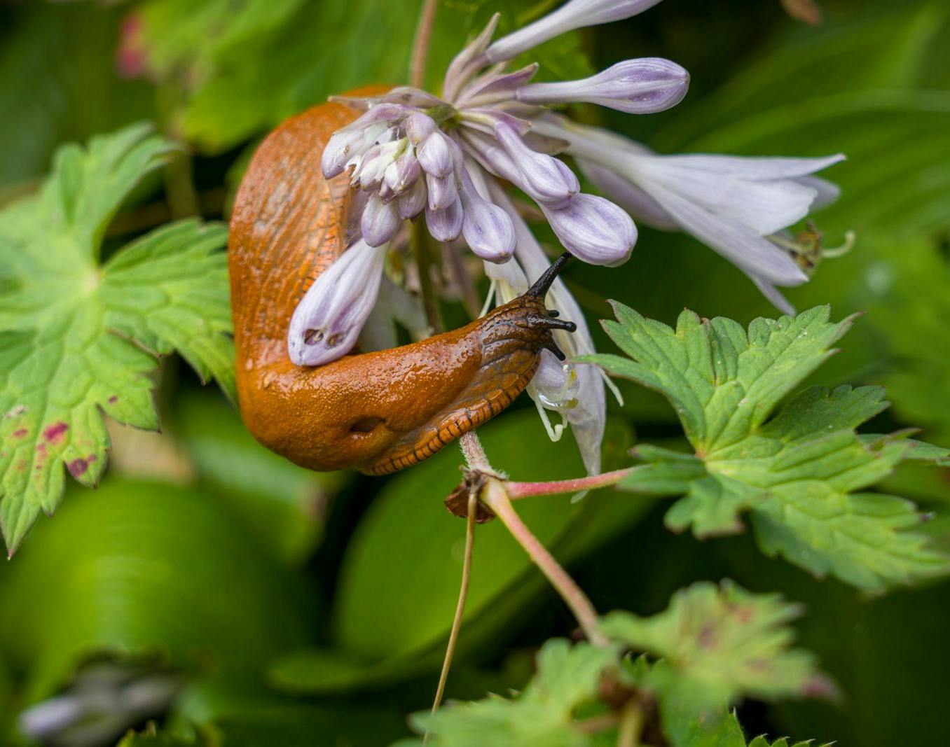 Undgå havens trusler som snegle, skimmel og bladlus
