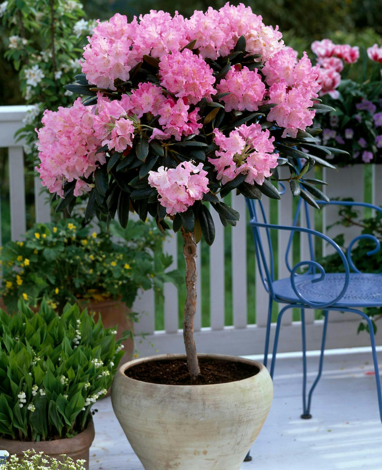 5 tips til rododendron