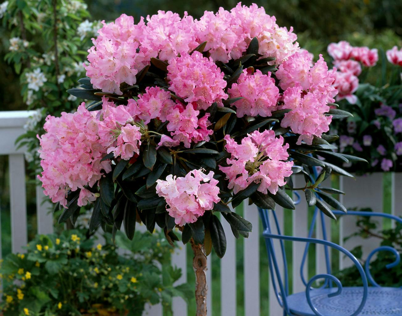 5 tips til rododendron