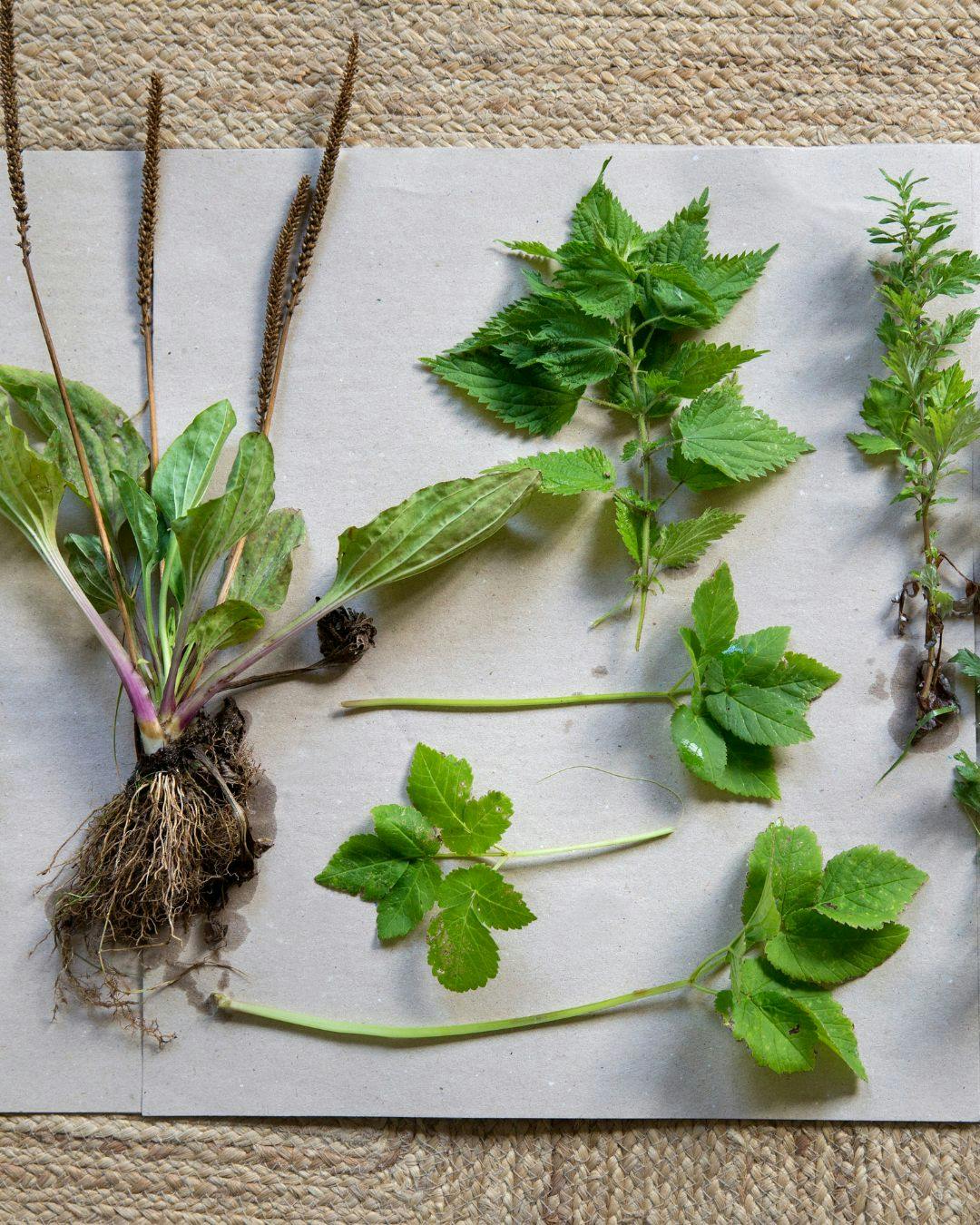 planterne-er-i-fokus